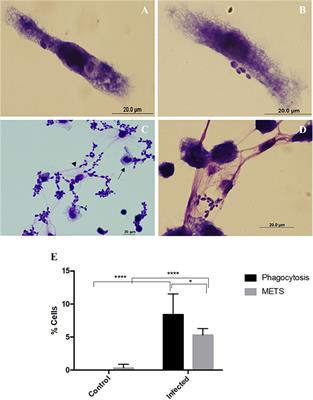 Relevance of Macrophage Extracellular Traps in C. albicans Killing